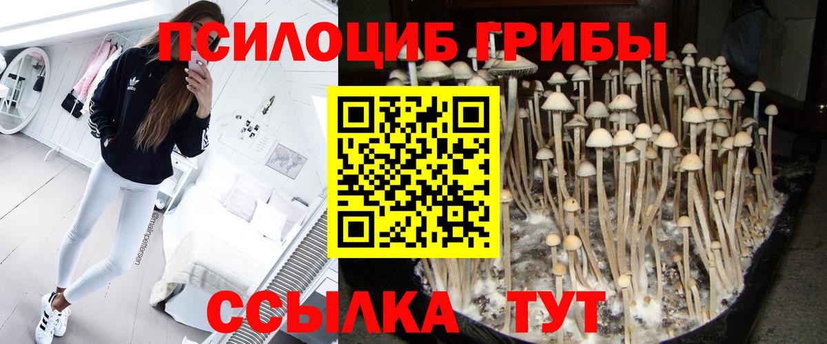 Урус-Мартан  Псилоцибиновые грибы прущие грибы  Вход с VPN 